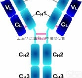 Anti-FSH receptor<em>抗体</em>,促卵泡<em>刺激素</em>受体<em>抗体</em>