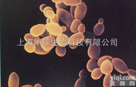 Lu-<em>165</em><em>细胞</em>,人肺<em>腺癌</em><em>细胞</em>