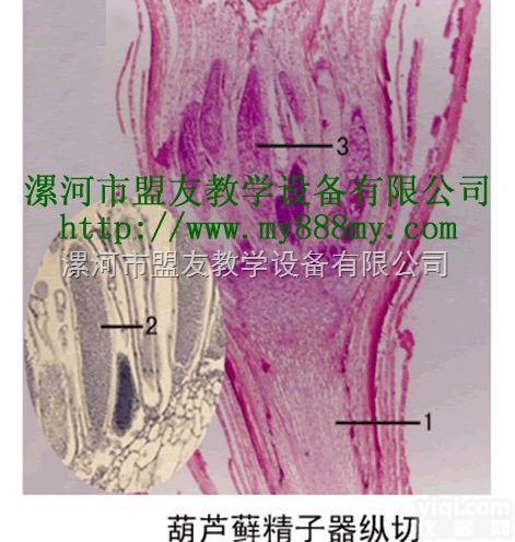 微生物<em>玻片</em><em>标本</em>  微生物<em>玻片</em><em>标本</em>-图为葫芦藓精子器纵切