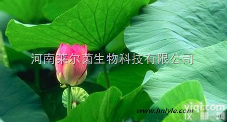 CAS登录号：475-83-2  厂家直销 莱尔茵 高纯度植物<em>提取物</em>，荷叶碱 98%<em>20</em>%50%价格