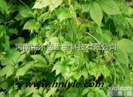 CAS:15588-68-8  厂家直销 <em>莱尔</em>茵 高<em>纯度</em>植物<em>提取物</em>，绞股蓝<em>提取物</em>价格