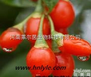 107-43-7（甜菜碱）  厂家直销 莱尔茵 高纯度植物<em>提取物</em>，枸杞<em>多糖</em>（枸杞<em>提取物</em> 40%-50...