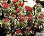 10338-51-9  厂家直销 莱尔茵 高纯度植物提取物，<em>红景天</em>苷98%<em>价格</em>