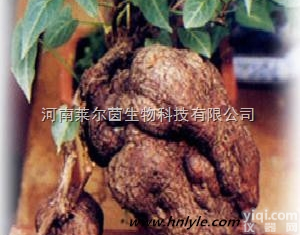 CAS：5442-12-6  厂家直销 <em>莱尔</em>茵 高纯度植物<em>提取物</em>，何首乌<em>提取物</em>： 二苯乙烯苷价格