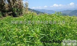 CAS登录号：5508-58-7  厂家直销 <em>莱尔</em>茵 高纯度植物<em>提取物</em>，穿心莲<em>内酯</em>98%价格