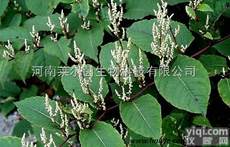 CAS登录号：501-36-0  厂家直销 莱尔茵 高纯度植物<em>提取物</em>，<em>白藜芦醇</em>98%价格