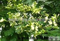 C A S 号：446-72-0  厂家直销 莱尔茵 高纯度植物<em>提取</em>物，<em>染料</em>木素98%价格