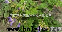 CAS:79483-68-4  厂家直销 <em>莱尔</em>茵 高纯度植物<em>提取物</em>，丹参<em>提取物</em>价格