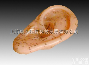 TCM3203  耳针灸模型13CM|<em>中医人体针灸医学模型</em>