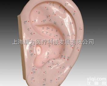 TCM3200  耳针灸模型40CM|<em>中医人体针灸医学模型</em>