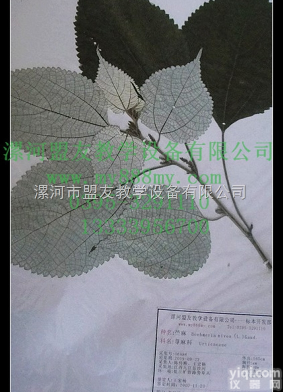 腊叶标本  <em>植物腊叶标本</em>-图为苎麻腊叶标本