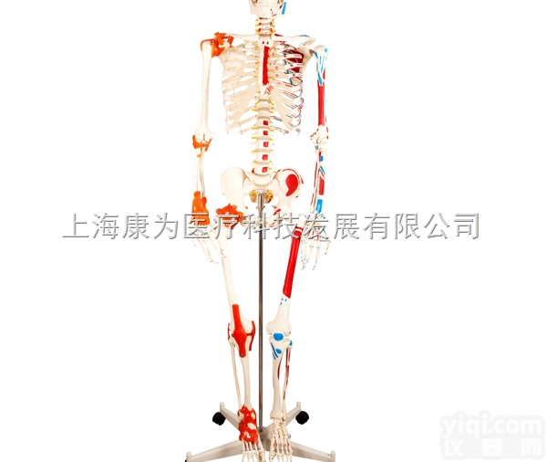 HAM1104  全身<em>骨骼</em>半边肌肉<em>着色</em>附<em>韧带</em>模型