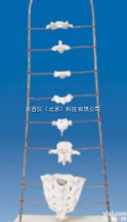 wi1507  wi1507 各部<em>椎骨</em><em>形态特征</em><em>模型</em>