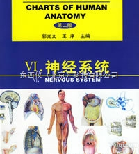 wi1483  wi1483人体<em>解剖</em><em>挂图</em>-<em>神经系统</em>