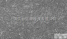 <em>小鼠神经细胞瘤/大鼠神经胶质细胞瘤杂交瘤细胞</em>