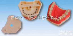 wi1372  <em>仿真</em>标准牙<em>模型</em>