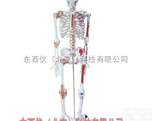 wi1603  wi1603全身<em>骨骼</em>半边肌肉<em>着色</em>附<em>韧带</em>模型