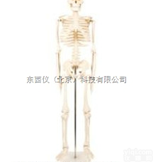 wi1604  wi1604 全身<em>骨骼</em>85cm<em>模型</em>