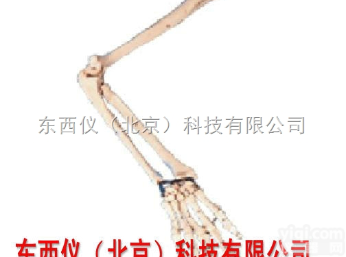 wi1572  wi1572<em>手臂</em>骨<em>模型</em>