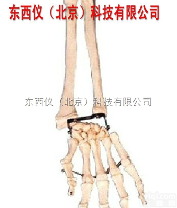 wi1562  wi1562<em>手臂</em>骨带<em>尺骨</em>与挠骨模型