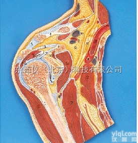 wi1532  wi1532 <em>肩关节</em>剖面<em>模型</em>