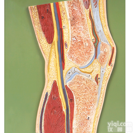 wi1525  <em>膝关节</em><em>剖面</em><em>模型</em>