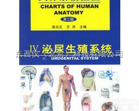 wi1521  wi1521人体<em>解剖</em><em>挂图</em>-<em>泌尿</em>生殖系统