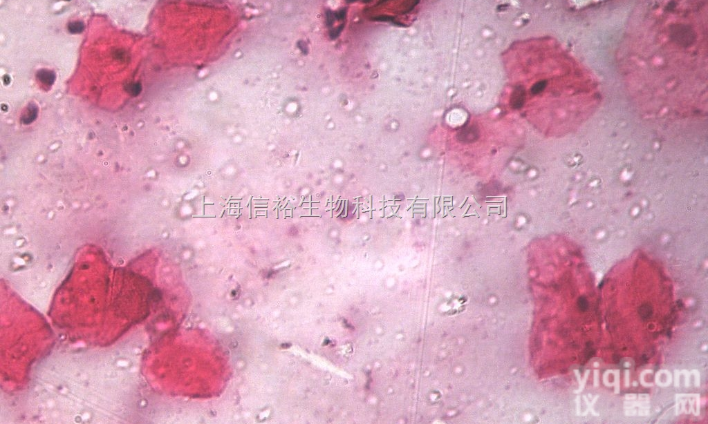 <em>转染</em>了microRNA-mock基因的阴性<em>对照</em>细胞,Hela-mock...