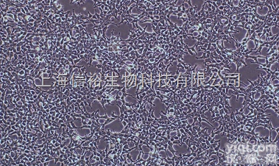 <em>非洲绿猴非洲绿猴肾细胞</em>,VERO C1008 （E6）细胞