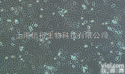 大鼠<em>心肌细胞</em>,<em>H9c2</em>（2-1）细胞,