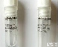 <em>高尔基</em>体膜相关<em>蛋白</em>6样<em>蛋白</em>4抗体