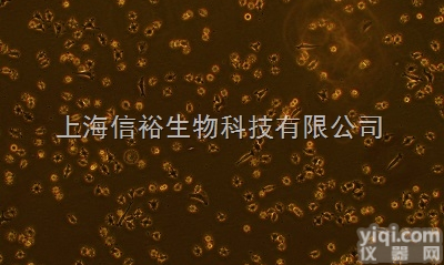 KM<em>小鼠</em><em>脑神经</em><em>胶质</em>母细胞瘤瘤株 G422细胞