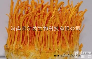 73-03-0  厂家直销 莱尔茵 高纯度植物提取物，<em>虫草</em>素98%<em>价格</em>