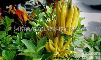 477-43-0  厂家直销 <em>莱尔</em>茵 高纯度植物<em>提取物</em>，去氢木香烃<em>内酯</em> 98%价格