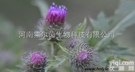 28978-02-1  厂家直销 莱尔茵 高纯度植物<em>提取物</em>，<em>大蓟</em>苷98%价格