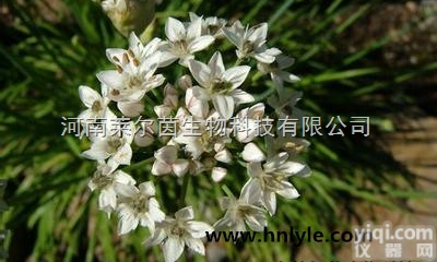 2188-68-3  厂家直销 莱尔茵 高纯度植物<em>提取物</em>，<em>盐酸</em>石蒜碱<em>98</em>%价格