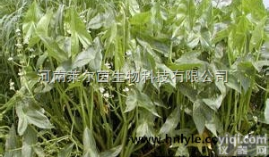 26575-95-1  厂家直销 莱尔茵 高纯度植物<em>提取物</em>  <em>泽泻</em>醇 B 乙酸酯98%价格