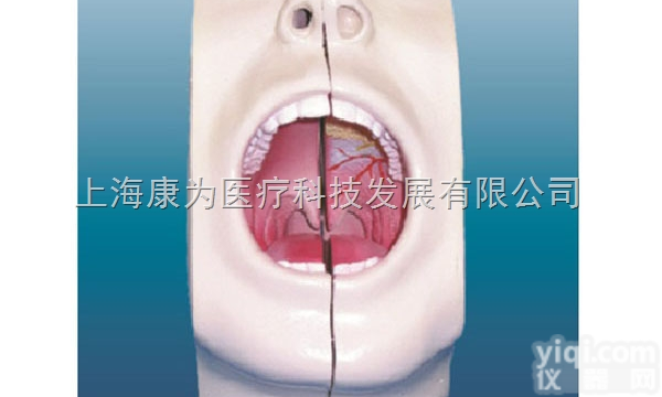 KDF/A13017  口腔模型|<em>呼吸系统</em>系列
