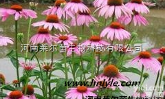<em>61371</em>-55-9  厂家直销 莱尔茵 高纯度植物提取物 格列风<em>内酯</em>98%<em>价格</em>
