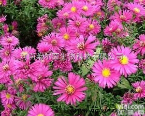 28808-62-0  厂家直销 莱尔茵 高纯度植物<em>提取物</em> 梣酮<em>98</em>%价格