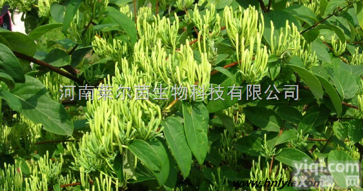 136849-88-2  厂家直销 莱尔茵 高纯度植物<em>提取物</em> 灰毡毛<em>忍冬</em>皂苷乙98%价格