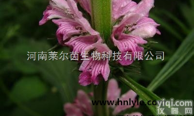 24697-74-3  厂家直销 莱尔茵 高纯度植物<em>提取物</em> <em>盐酸</em>益母草碱<em>98</em>苷%价格