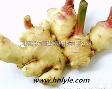 <em>555</em>-66-8  厂家直销 莱尔茵 高纯度植物提取物 6-<em>姜烯酚</em>98苷%<em>价格</em>