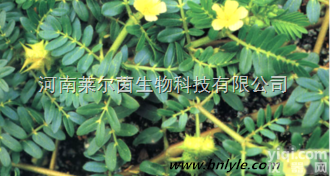 54522-52-0  厂家直销 莱尔茵 高<em>纯度</em>植物<em>提取物</em> 甲基原<em>薯蓣</em>皂苷98%价格