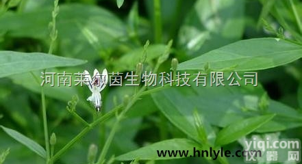 134418-28-3  厂家直销 <em>莱尔</em>茵 高纯度植物<em>提取物</em> 脱水穿心莲<em>内酯</em>98%价格