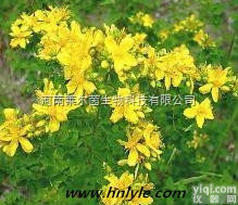 81525-13-5  厂家直销 莱尔茵 高<em>纯度</em>植物<em>提取物</em> <em>连翘</em>酯苷B98%价格