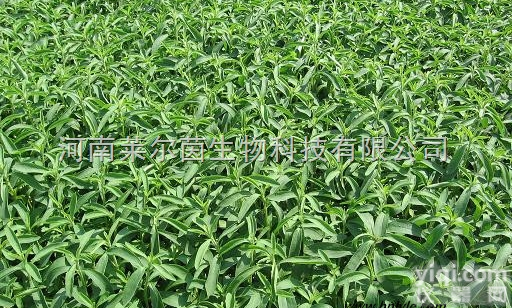 58543-16-1  厂家直销 <em>莱尔</em>茵 高<em>纯度</em>植物<em>提取物</em>  莱苞迪甙A98%价格