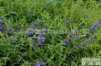 <em>21967</em>-41-9  厂家直销 莱尔茵 高纯度植物<em>提取物</em>  <em>黄芩</em>苷98%价格