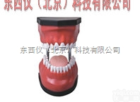 wi521  wi521豪华型牙<em>护理</em>保健模型（32颗牙，可脱卸）（<em>放大</em>5倍）