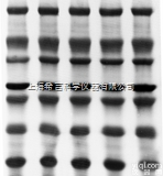 ISEQ00010 Immobilon-PSQ<em>转印</em>膜|<em>美国</em>密理博Mil...